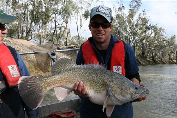 Researchers spearhead Murray cod recovery